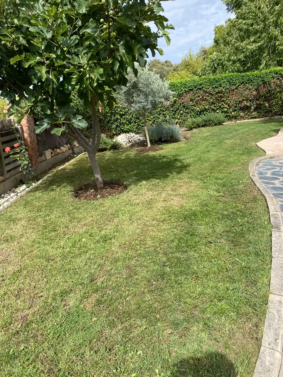 Césped cortado y perfilado en el jardín de un chalet particular en Madrid