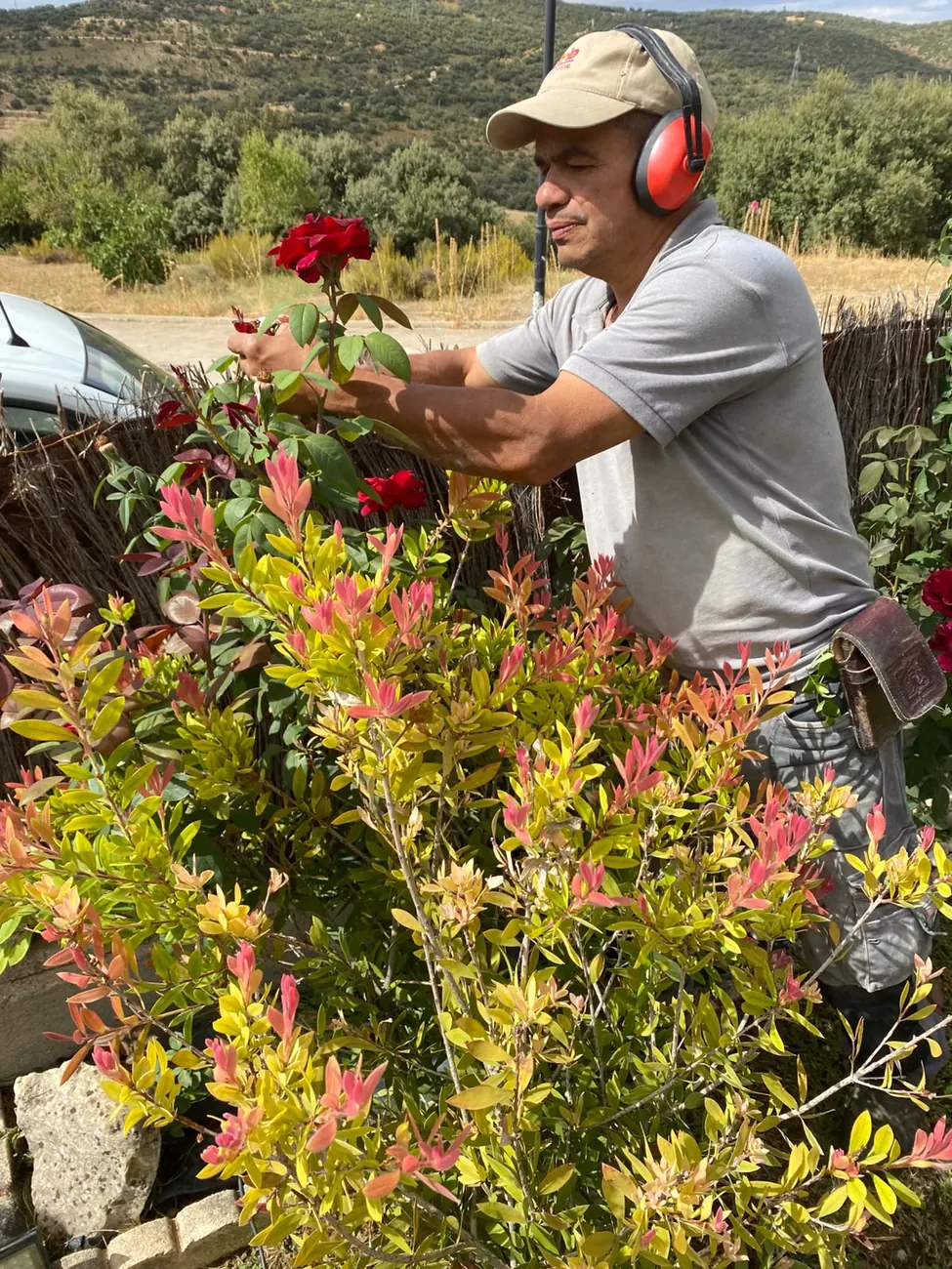 Poda manual de rosales con tijera de mano en un jardín particular de Madrid