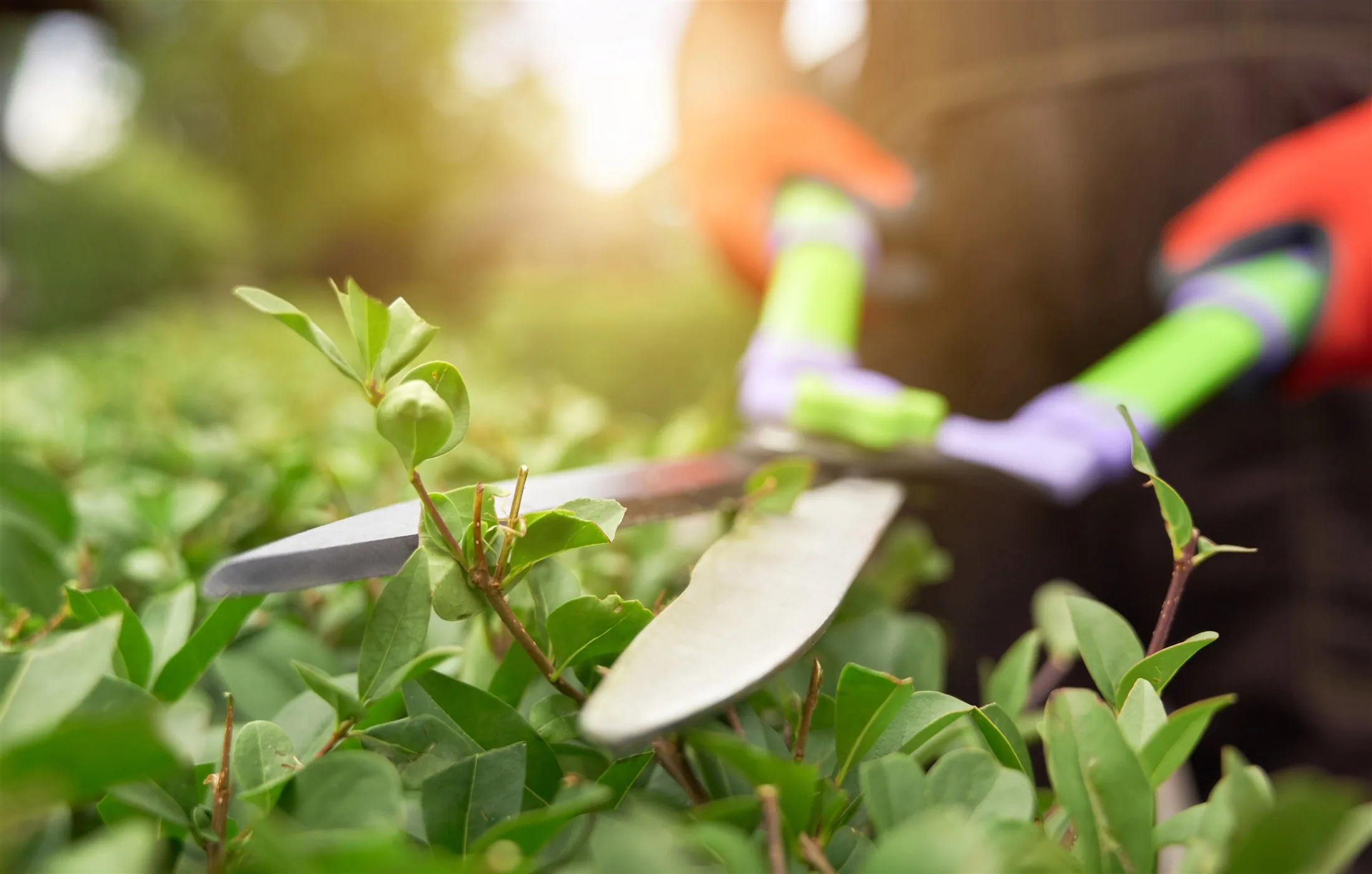 Jardinero profesional de Jardines Edén trabajando en un jardín de Madrid